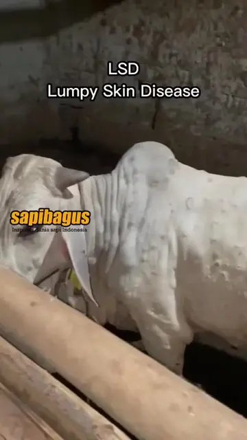 LSD-Lumpy-Skin-Disease-Pada-Ternak-Sapi-